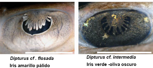 Claves para dos d_batis.jpg